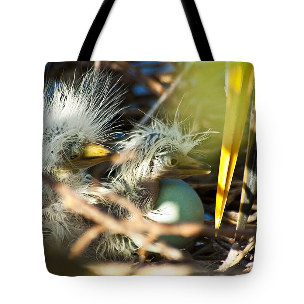 Egret Hatchlings Tote Bag featuring the photograph New Arrivals by Carolyn Marshall