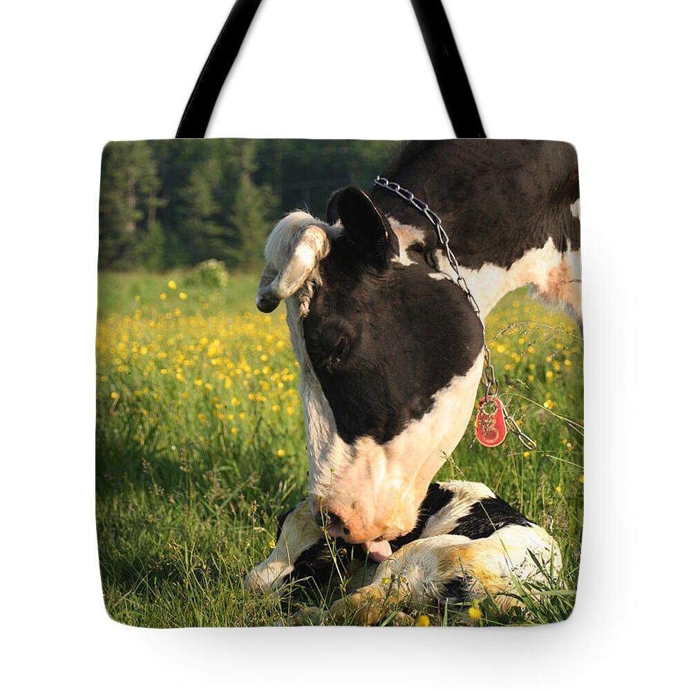 New Born Tote Bag featuring the photograph New Born Calf by Brook Burling