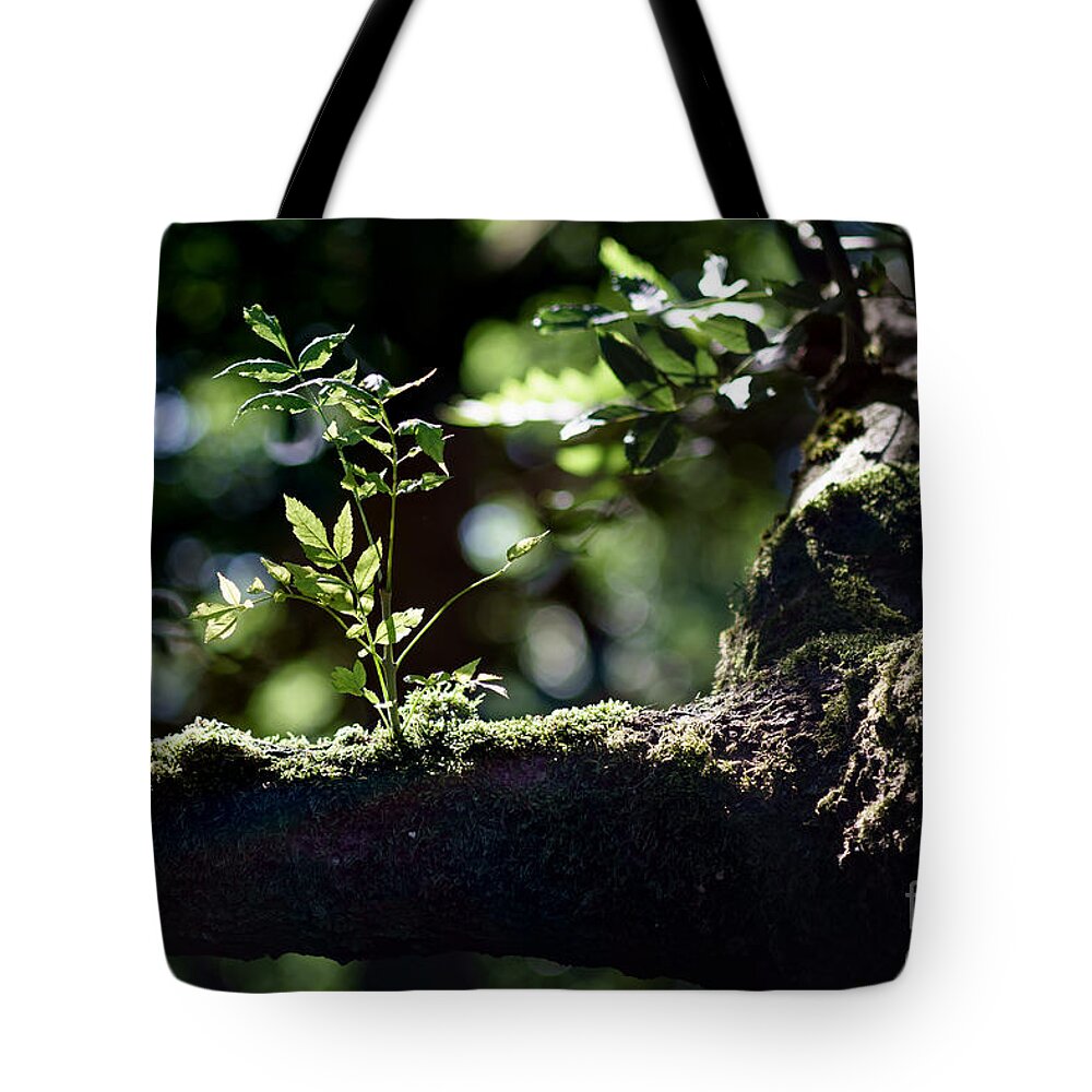 New Tote Bag featuring the photograph New life by Daniel Heine