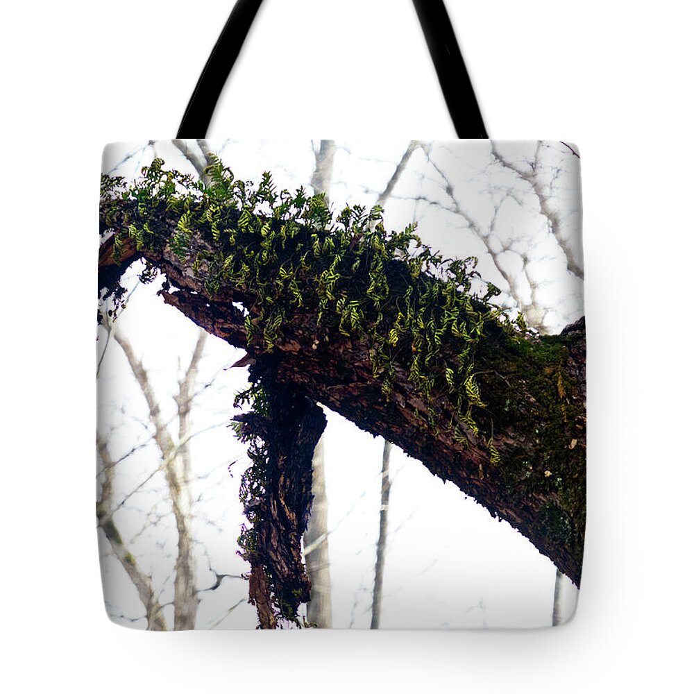 Trees Tote Bag featuring the photograph New Life by George Taylor