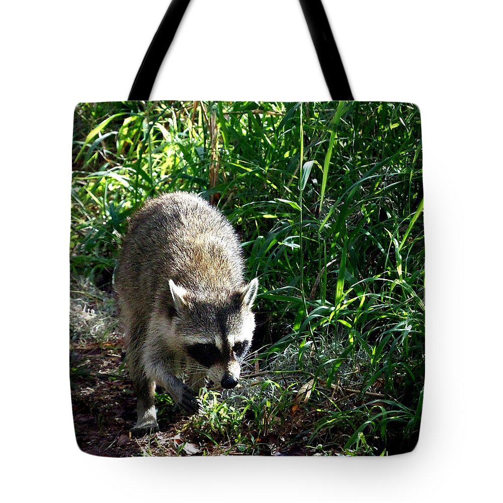Raccoon Tote Bag featuring the photograph New Years Day Raccoon 000 by Christopher Mercer