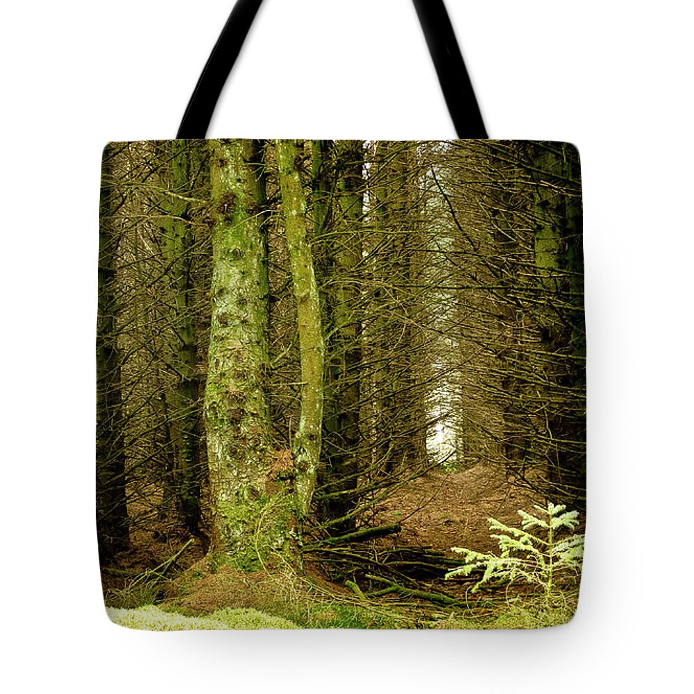 Fur Tree Tote Bag featuring the photograph Newcomer by Elena Perelman
