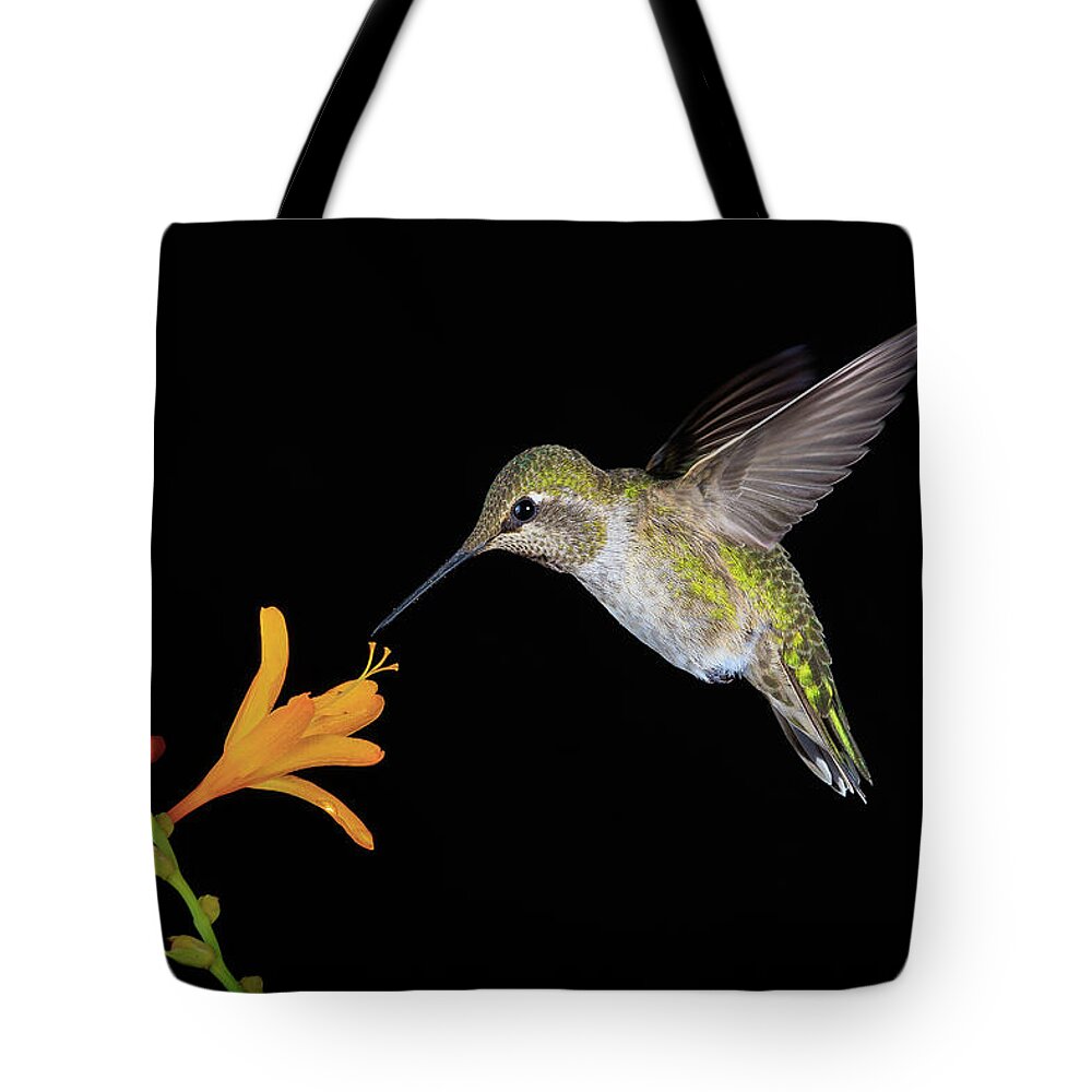 Animal Tote Bag featuring the photograph Nightcap by Briand Sanderson