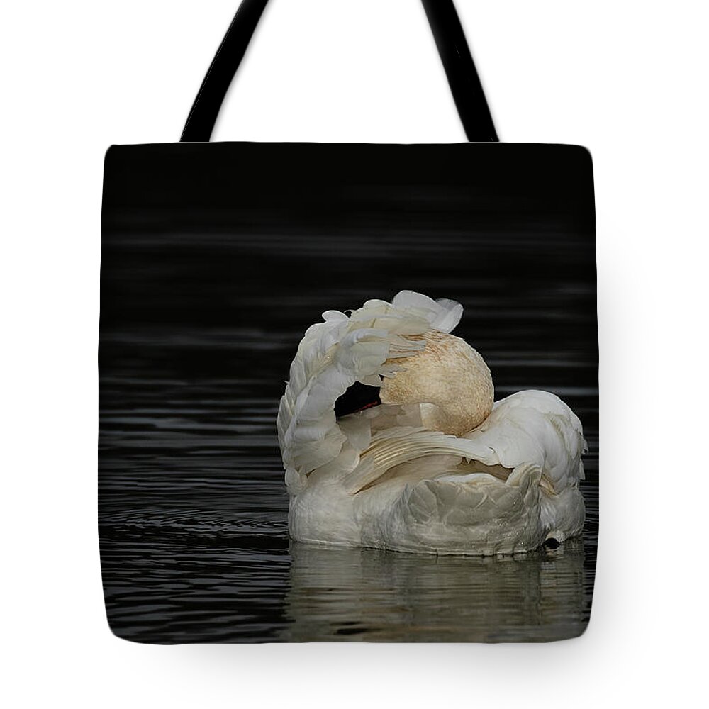 Trumpeter Swan Tote Bag featuring the photograph No Pictures Please by Eilish Palmer