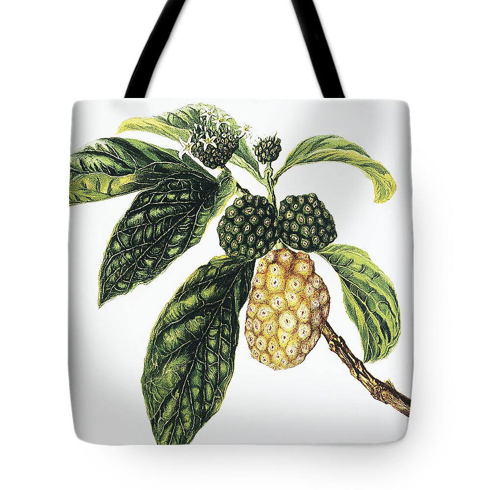 1890 Tote Bag featuring the painting Noni Fruit by Hawaiian Legacy Archive - Printscapes