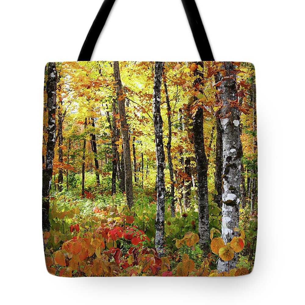 Photography Tote Bag featuring the photograph North Woods Trees #6 by Brett Pelletier