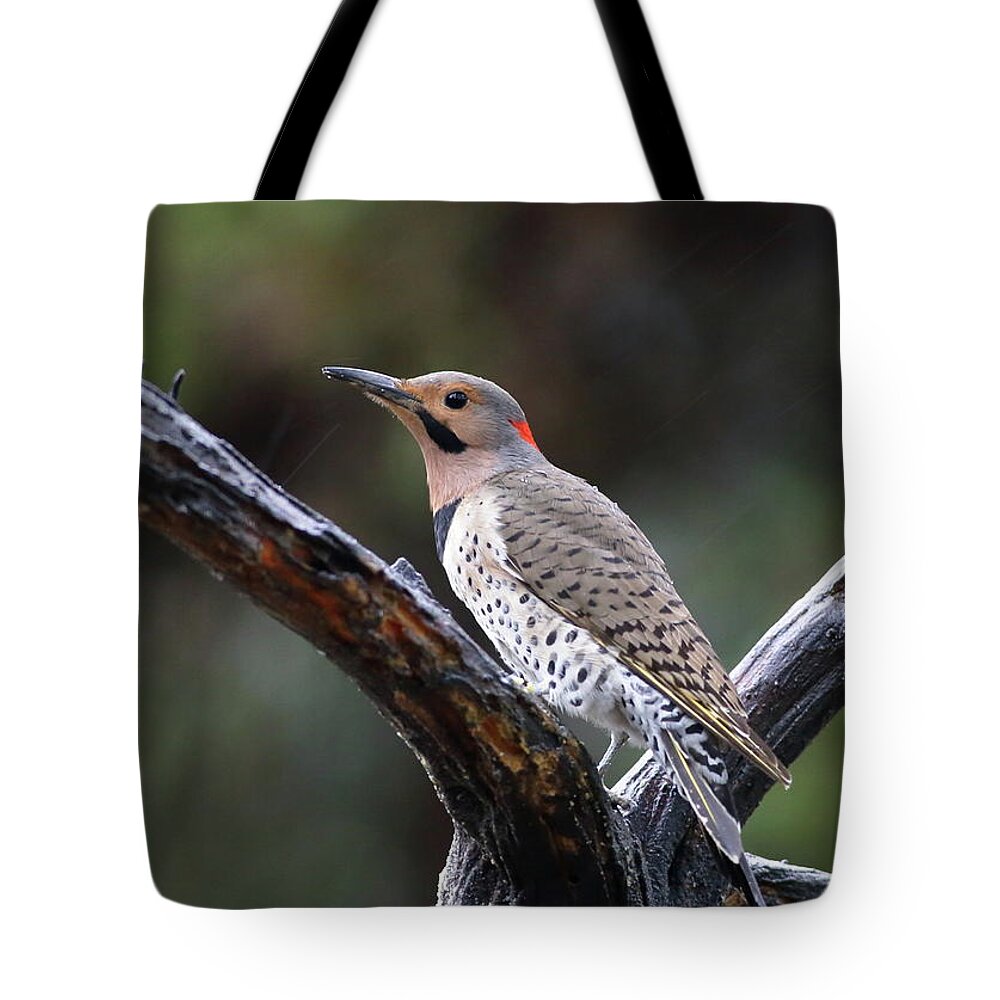 Bird Tote Bag featuring the photograph Northern Flicker In Rain by Daniel Reed