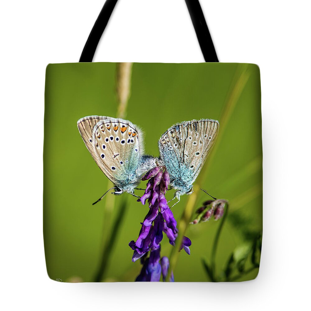 Northern Blue Tote Bag featuring the photograph Northern Blue's mating by Torbjorn Swenelius