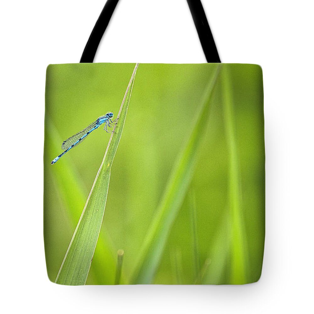 Damselfly Tote Bag featuring the photograph Northern Bluet damselfly - Madison - Wisconsin by Steven Ralser