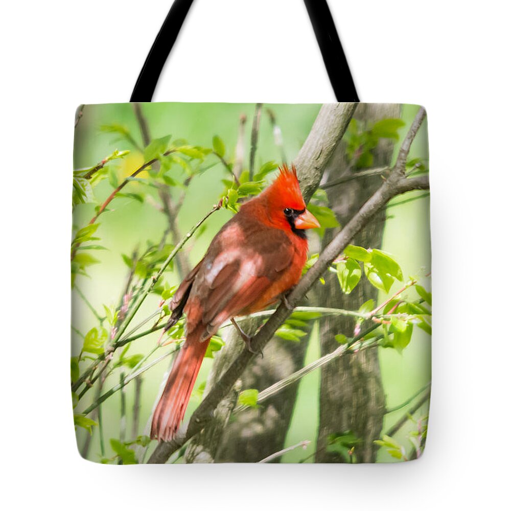 Northern Cardinal Tote Bag featuring the photograph Northern Cardinal   by Holden The Moment