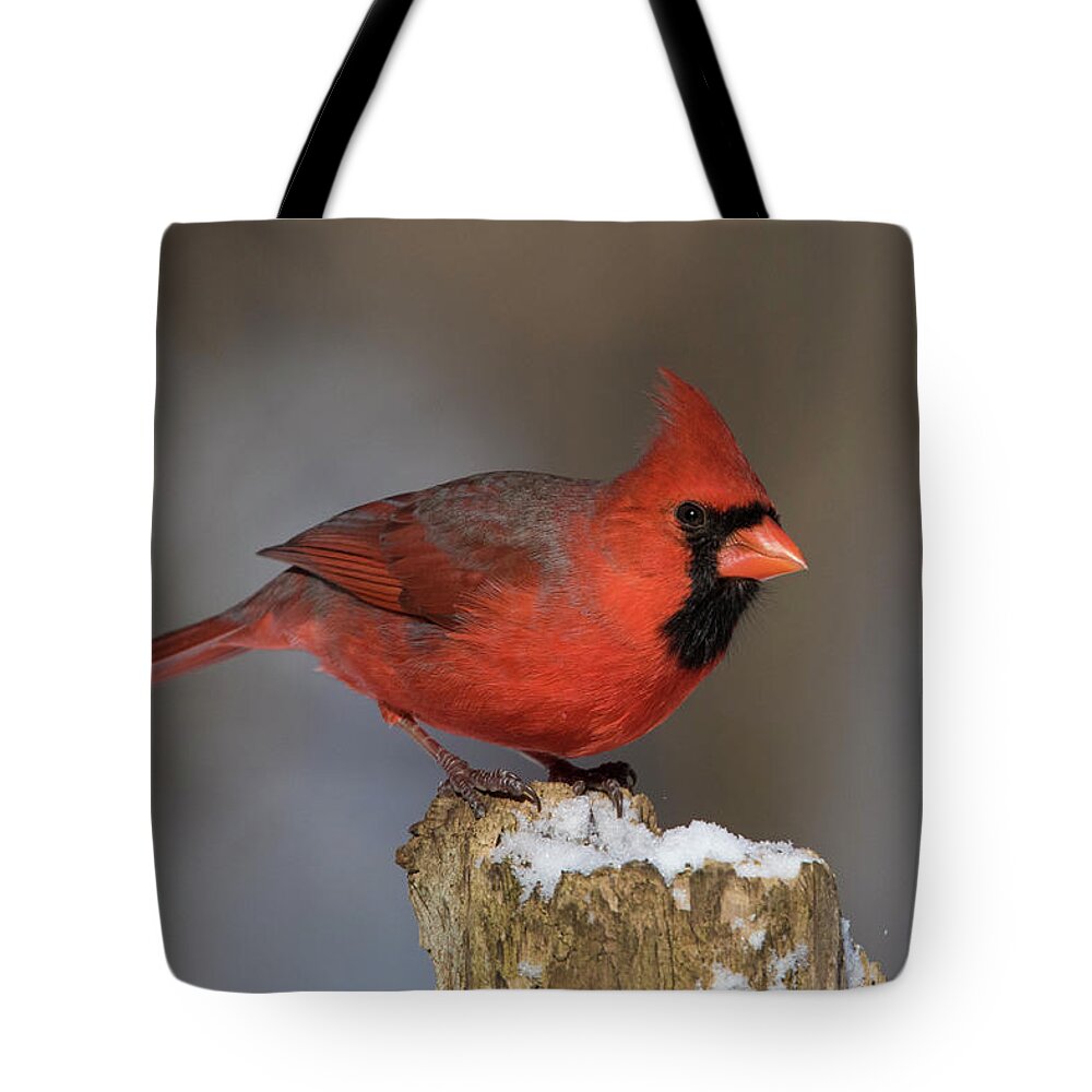 Red Tote Bag featuring the photograph Northern Cardinal in winter by Mircea Costina Photography