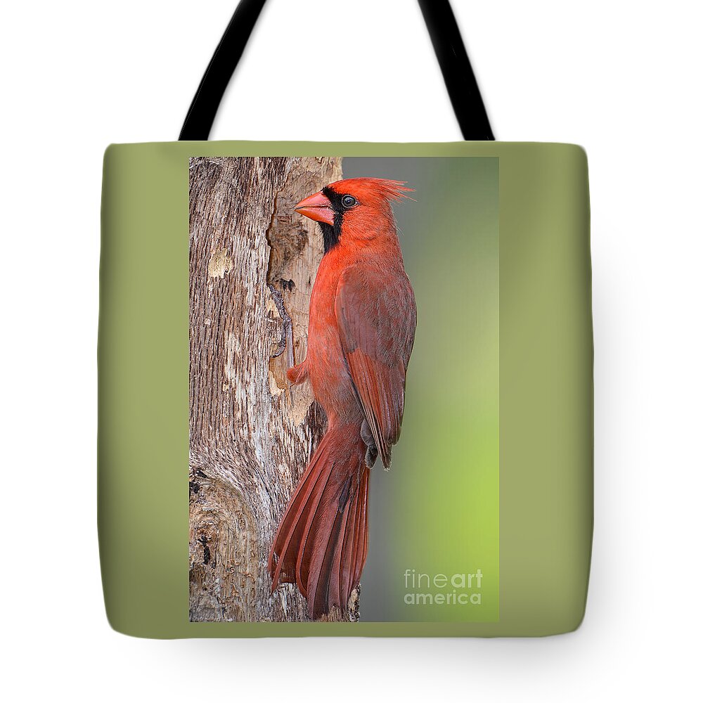 Northern Cardinal Male Tote Bag featuring the photograph Northern Cardinal Male by Bonnie Barry