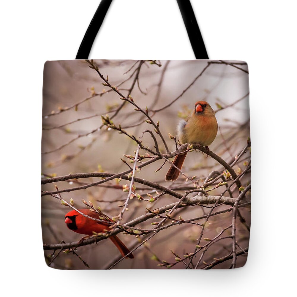 Terry D Photography Tote Bag featuring the photograph Northern Cardinal Pair in Spring by Terry DeLuco
