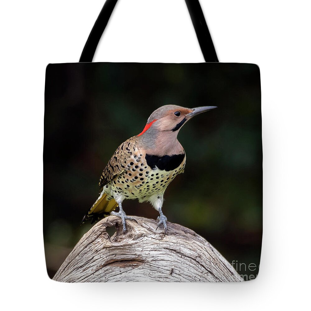 Bird Tote Bag featuring the photograph Northern Flicker by DB Hayes
