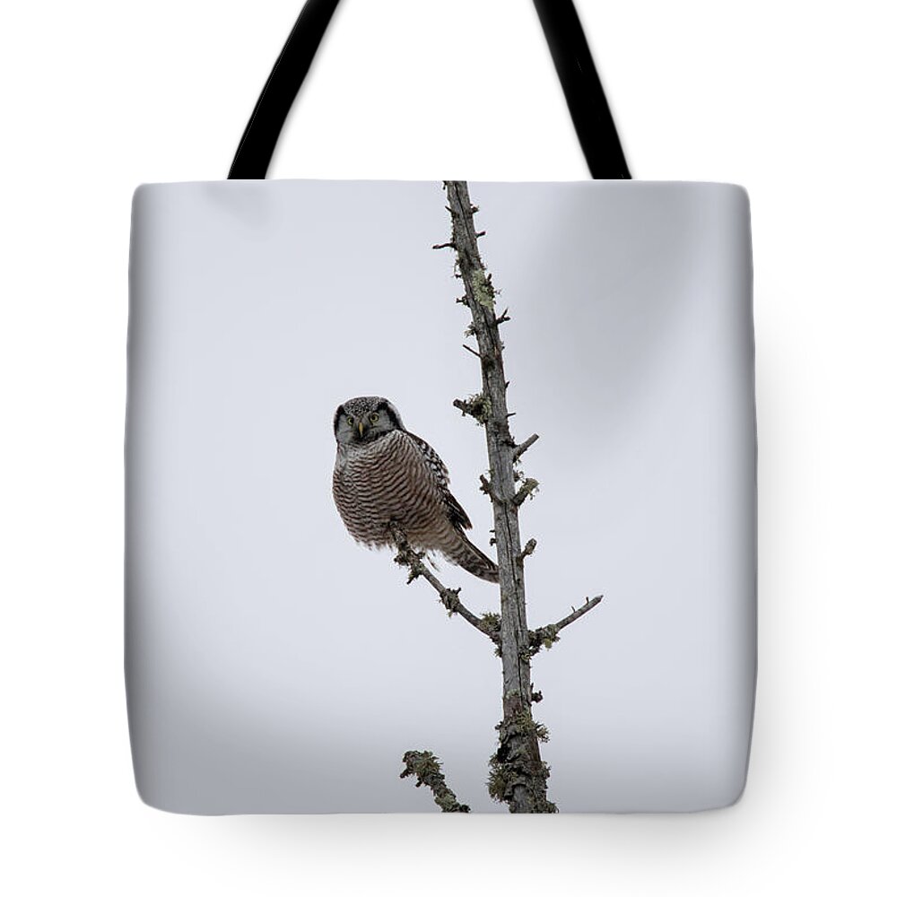 Bird Tote Bag featuring the photograph Northern Hawk Owl by Brook Burling