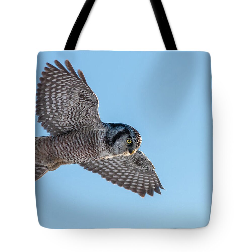 Animal Tote Bag featuring the photograph Northern Hawk Owl hunting by Mircea Costina Photography