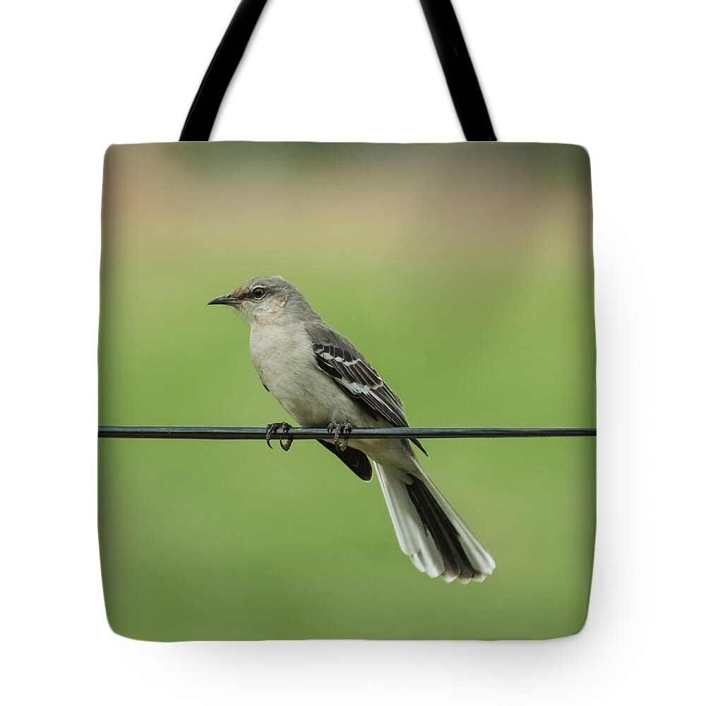 Bird Tote Bag featuring the photograph Northern Mockingbird by Holden The Moment