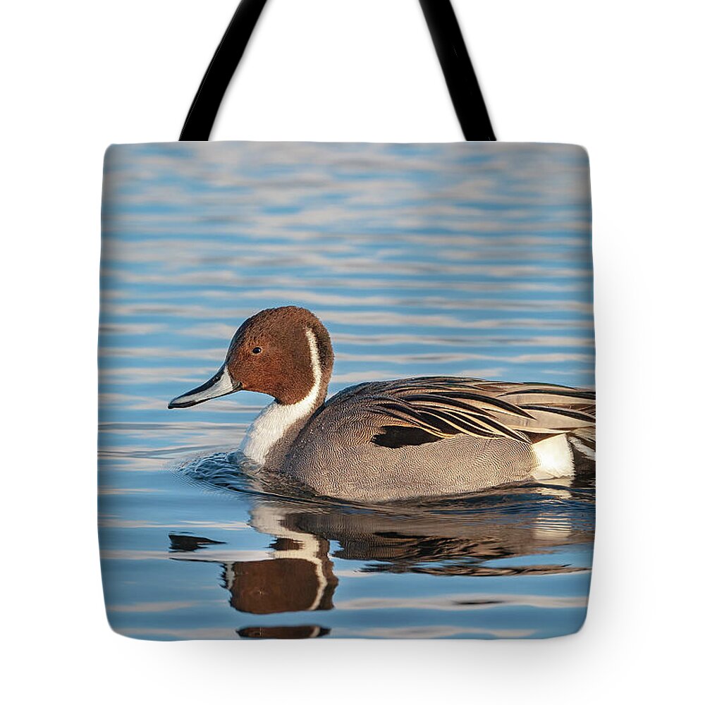 Mark Miller Photos Tote Bag featuring the photograph Northern Pintail by Mark Miller