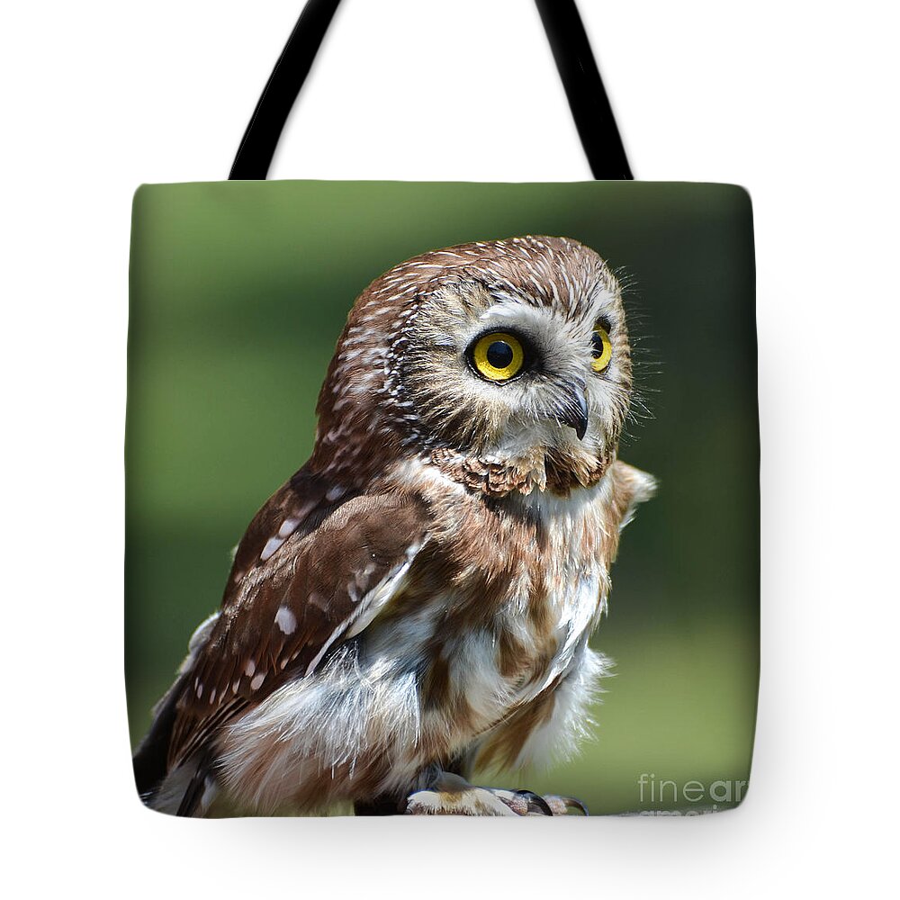 Owl Tote Bag featuring the photograph Northern Saw Whet Owl by Amy Porter