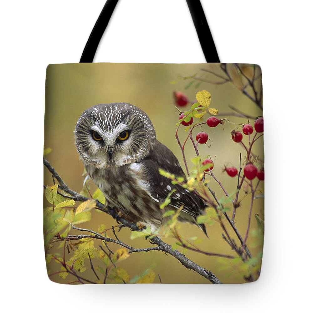 00170536 Tote Bag featuring the photograph Northern Saw Whet Owl Perching by Tim Fitzharris