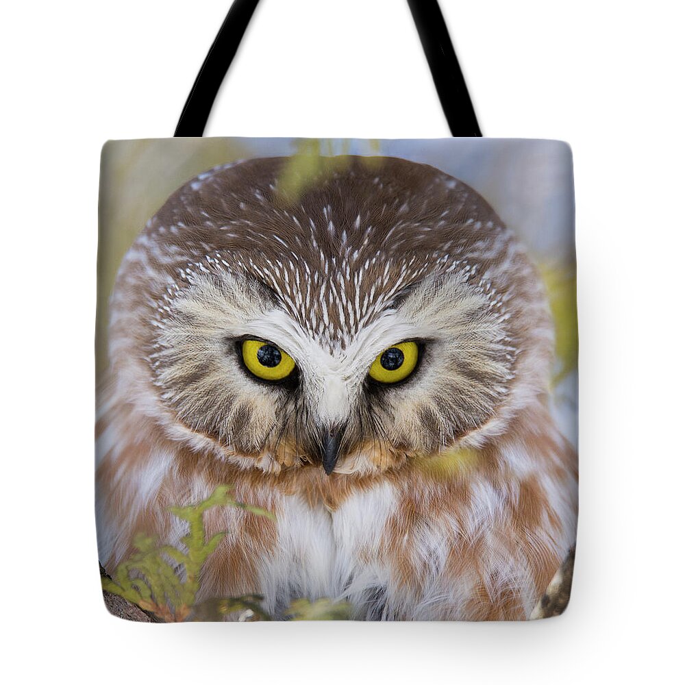 Northern Saw-whet Owl Tote Bag featuring the photograph Northern Saw-whet Owl Portrait by Mircea Costina Photography