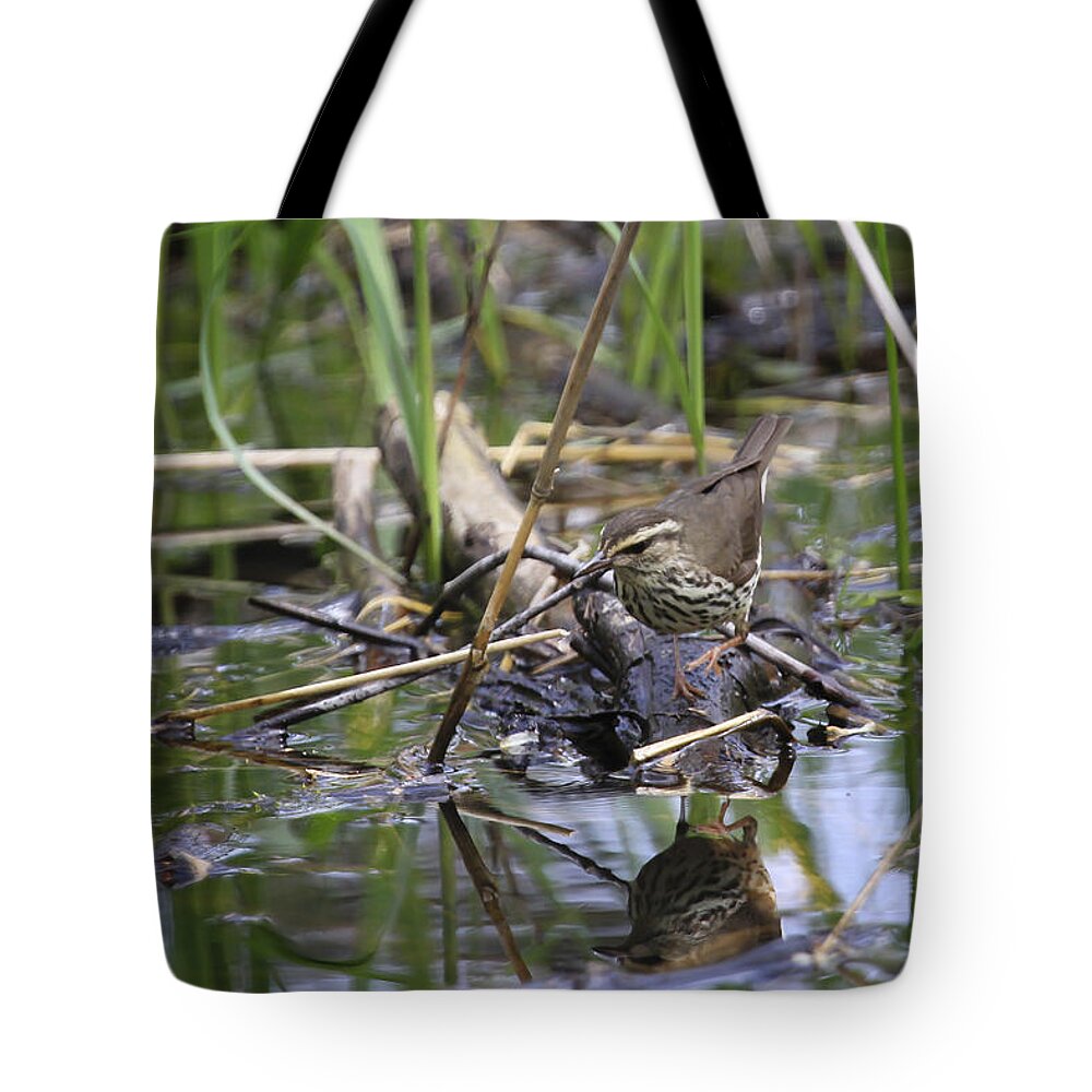  Gary Hall Tote Bag featuring the photograph Northern Waterthrush by Gary Hall