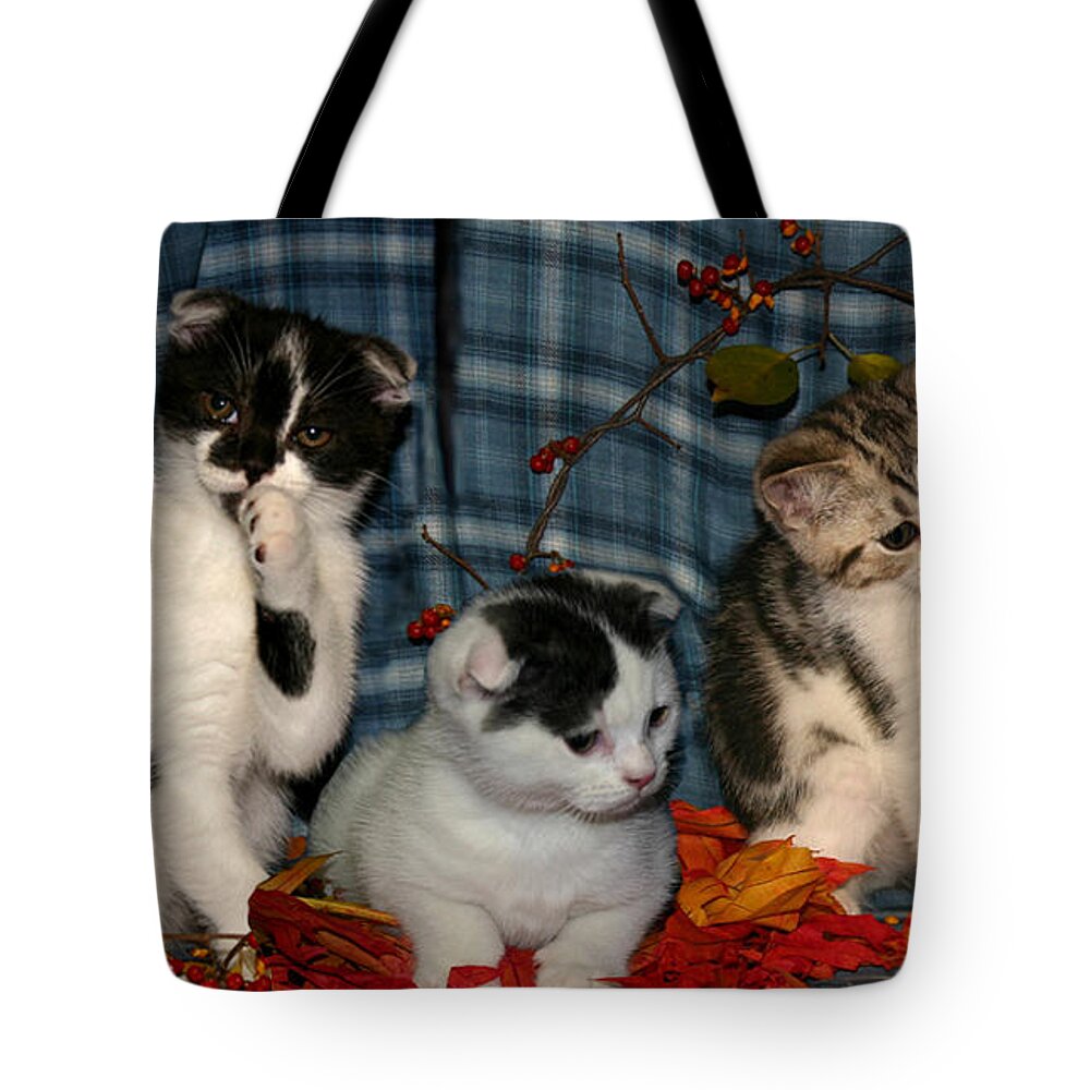 Kittens Tote Bag featuring the pyrography November 2004 by Robert Morin