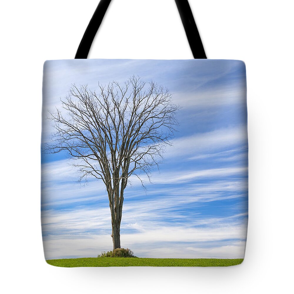 Fall Tote Bag featuring the photograph November Elm Tree by Alan L Graham