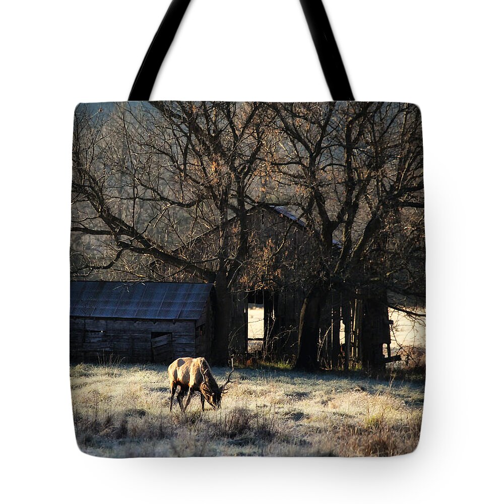 Elk Tote Bag featuring the photograph November Sunrise by Michael Dougherty