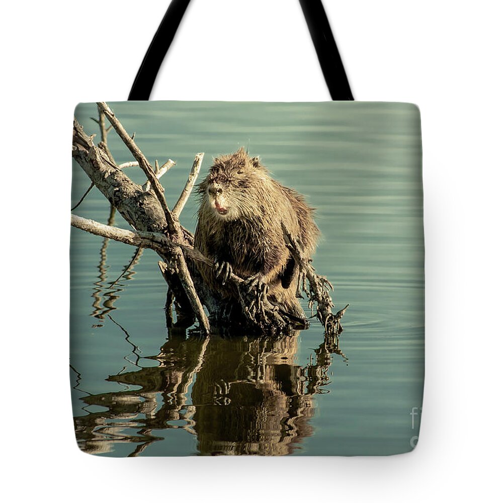 Animal Tote Bag featuring the photograph Nutria On Stick-Up by Robert Frederick