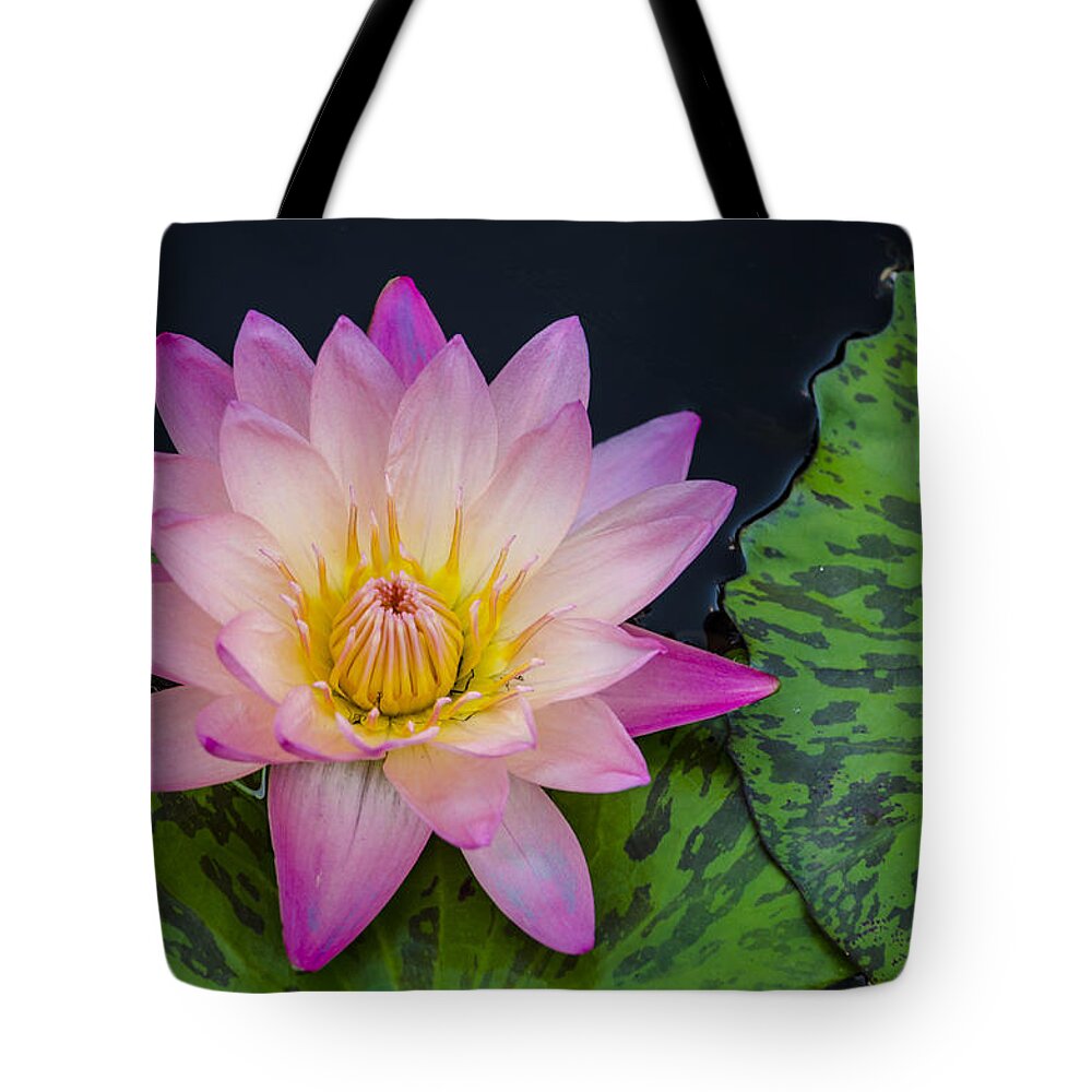 Water Lily Tote Bag featuring the photograph Nymphaea Hot Pink Water Lily by Deborah Smolinske