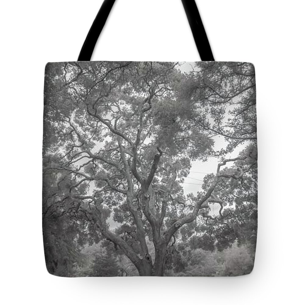 Oak Tote Bag featuring the photograph Filoli Oak by Patricia Dennis