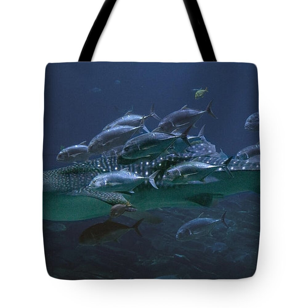 Shark Tote Bag featuring the photograph Ocean Treasures by Betsy Knapp