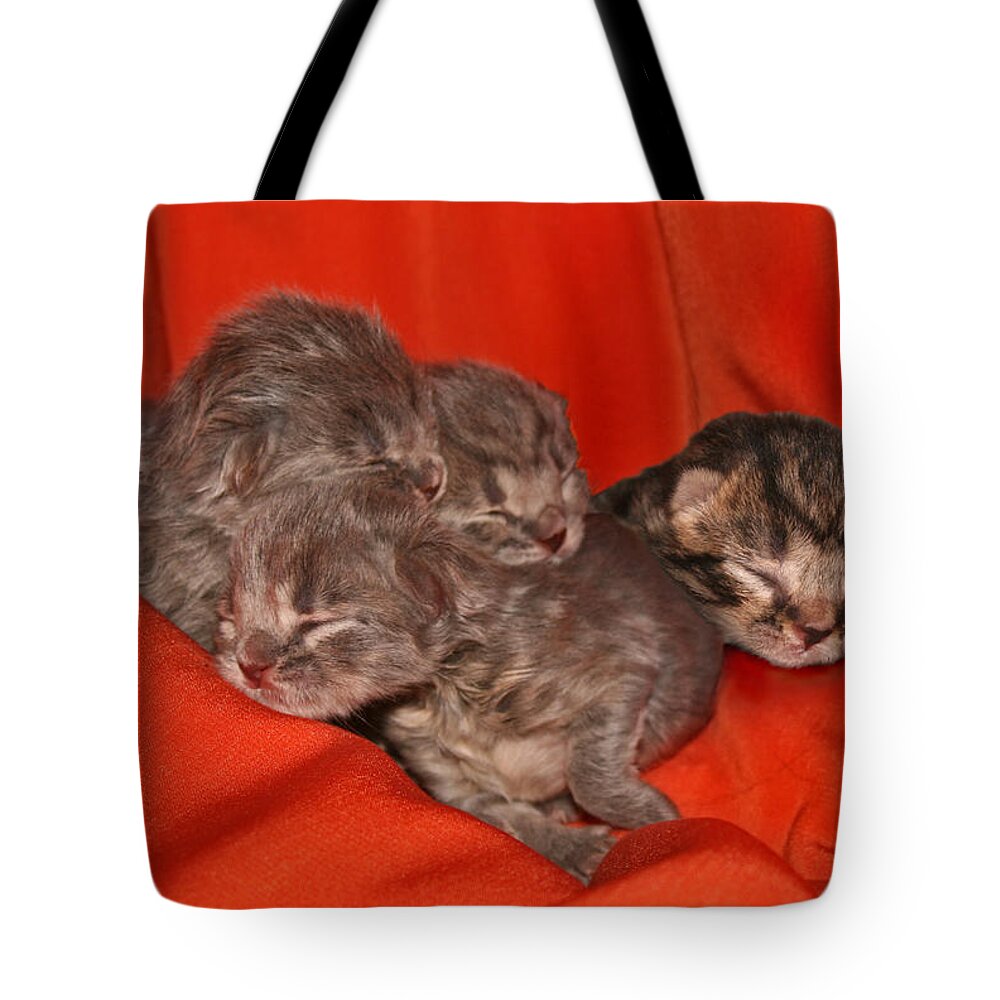 Scottish Fold Tote Bag featuring the pyrography October 2007 by Robert Morin