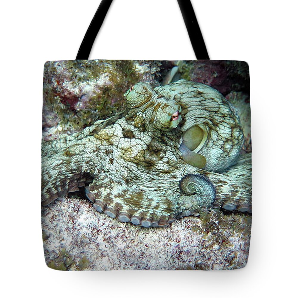 Underwater Tote Bag featuring the photograph Octopus by Daryl Duda