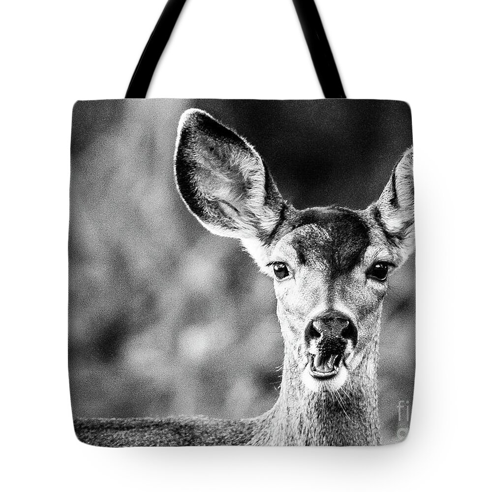 Wildlife Tote Bag featuring the photograph Oh, Deer, Black and White by Adam Morsa