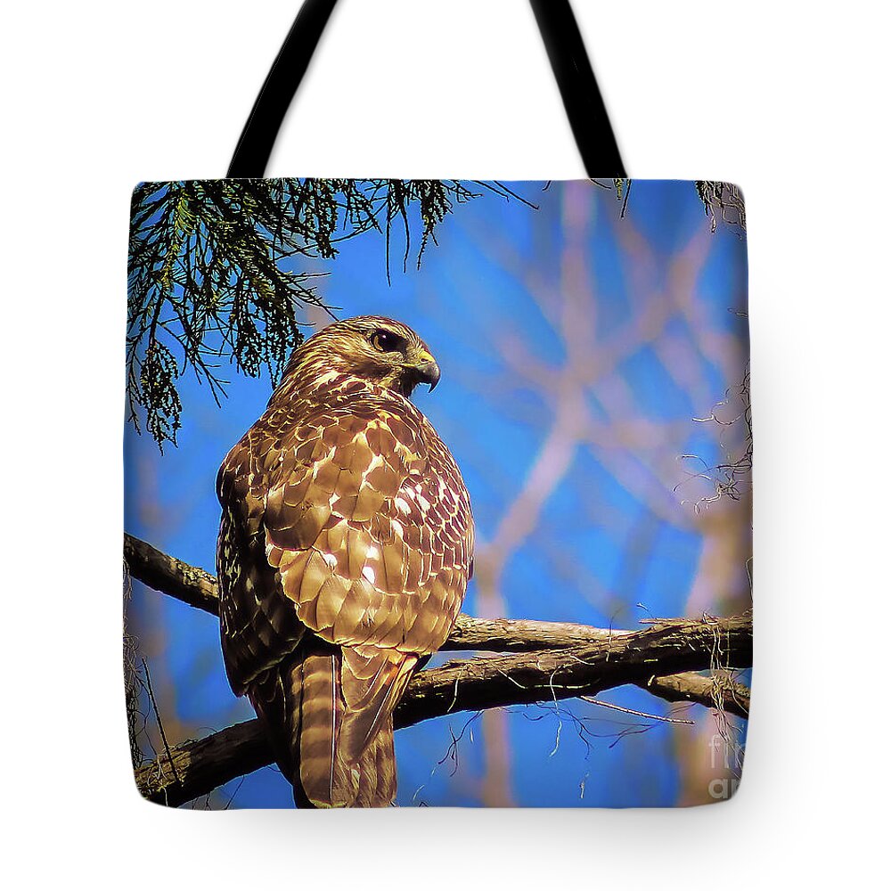 Nature Tote Bag featuring the photograph Okefenokee Swamp Red-Tailed Hawk - Buteo Jamaicensis by DB Hayes