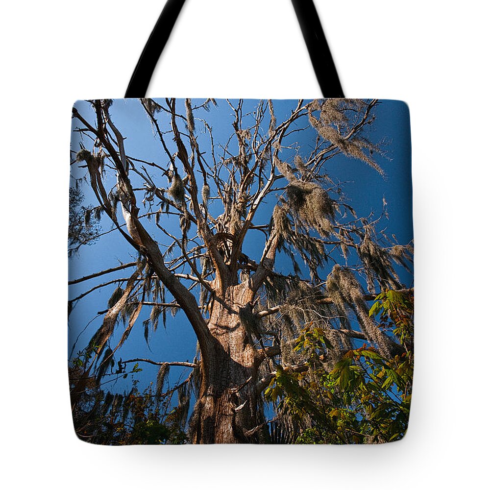 Marsh Tote Bag featuring the photograph Old Cypress by Christopher Holmes