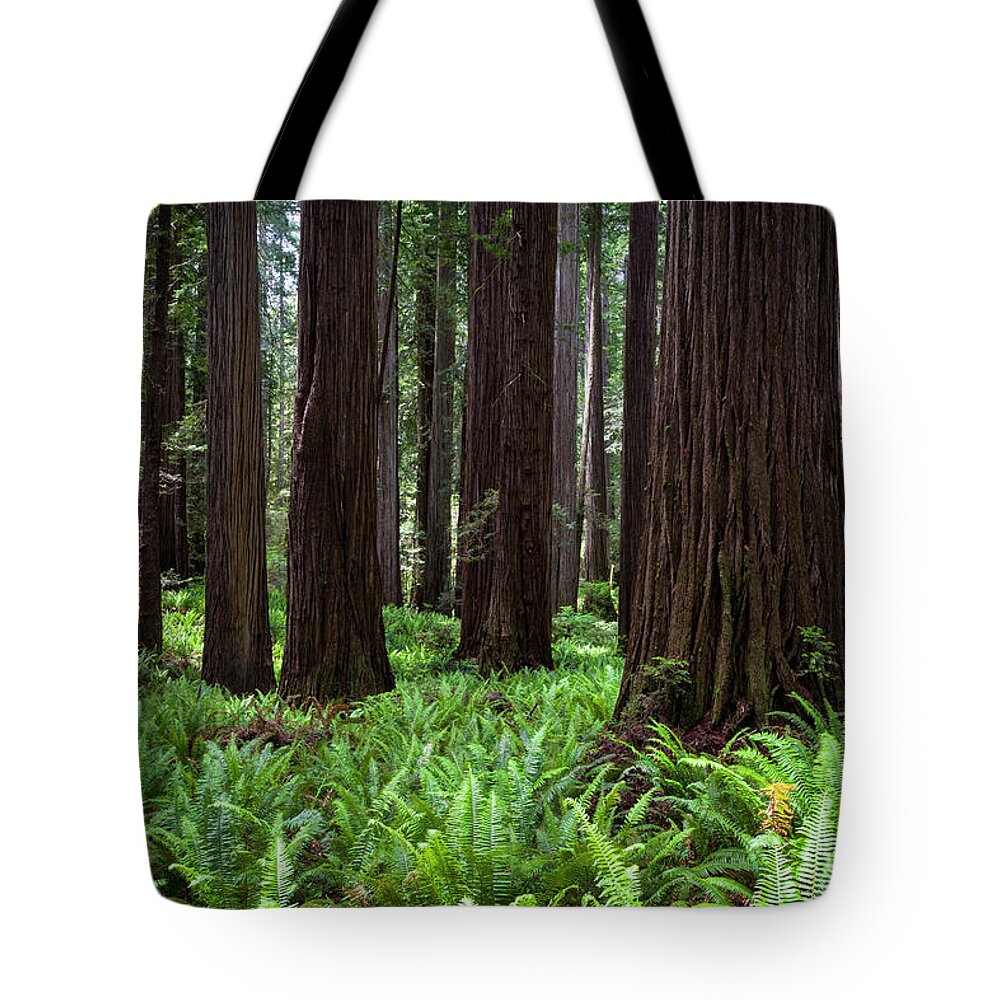 Fern Tote Bag featuring the photograph Old Growth Redwood Forest by Rick Pisio