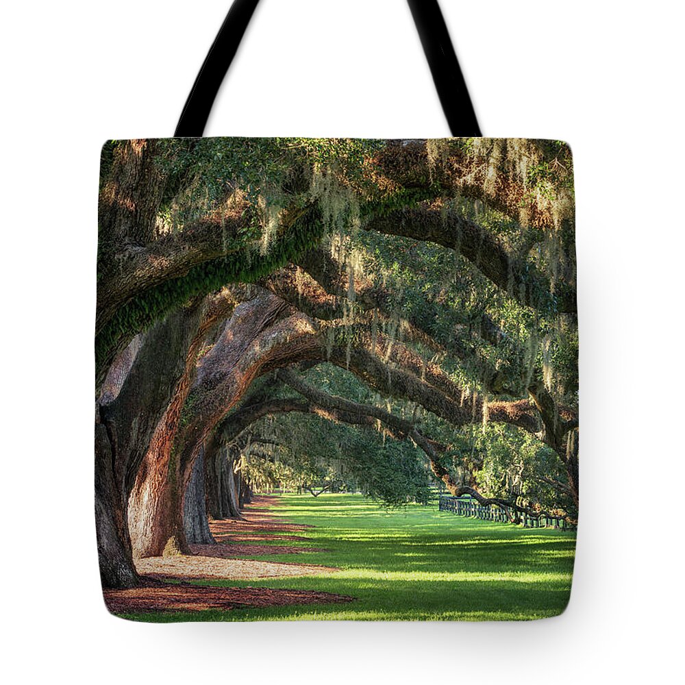 Arch Tote Bag featuring the photograph Old Oaks by Alex Mironyuk