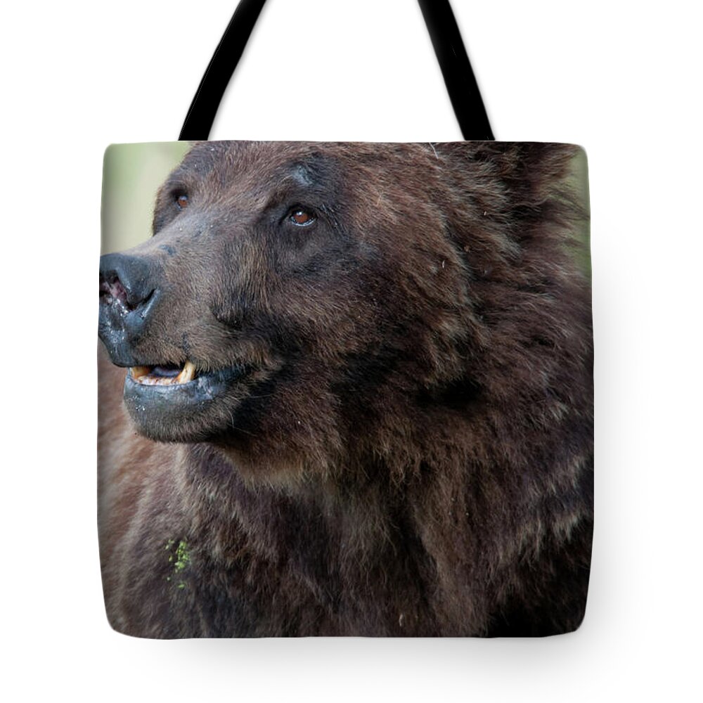 Wyoming Tote Bag featuring the photograph Old Warrior by Frank Madia