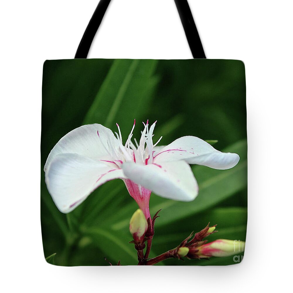 Oleander Tote Bag featuring the photograph Oleander Harriet Newding 1 by Wilhelm Hufnagl