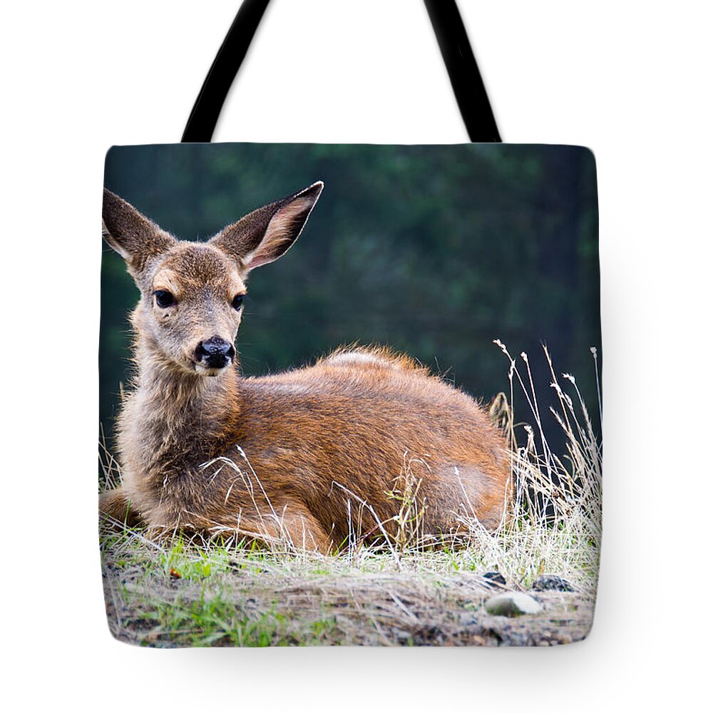 Olympic National Park Tote Bag featuring the photograph Olympic Fawn by Norberto Nunes