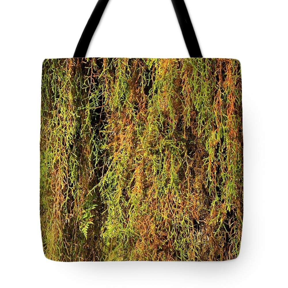 Hoh Rainforest Tote Bag featuring the photograph Olympic Peninsula Hanging Moss by Adam Jewell