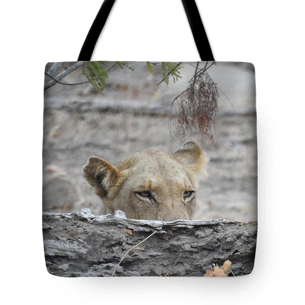 Lioness Tote Bag featuring the photograph On the Lookout by Betty-Anne McDonald