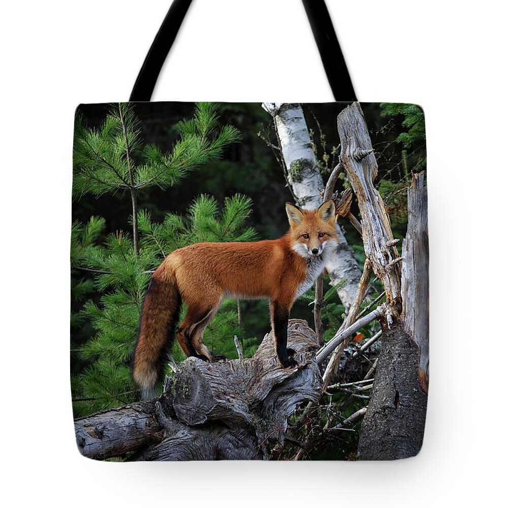 Gary Hall Tote Bag featuring the photograph On the Lookout by Gary Hall