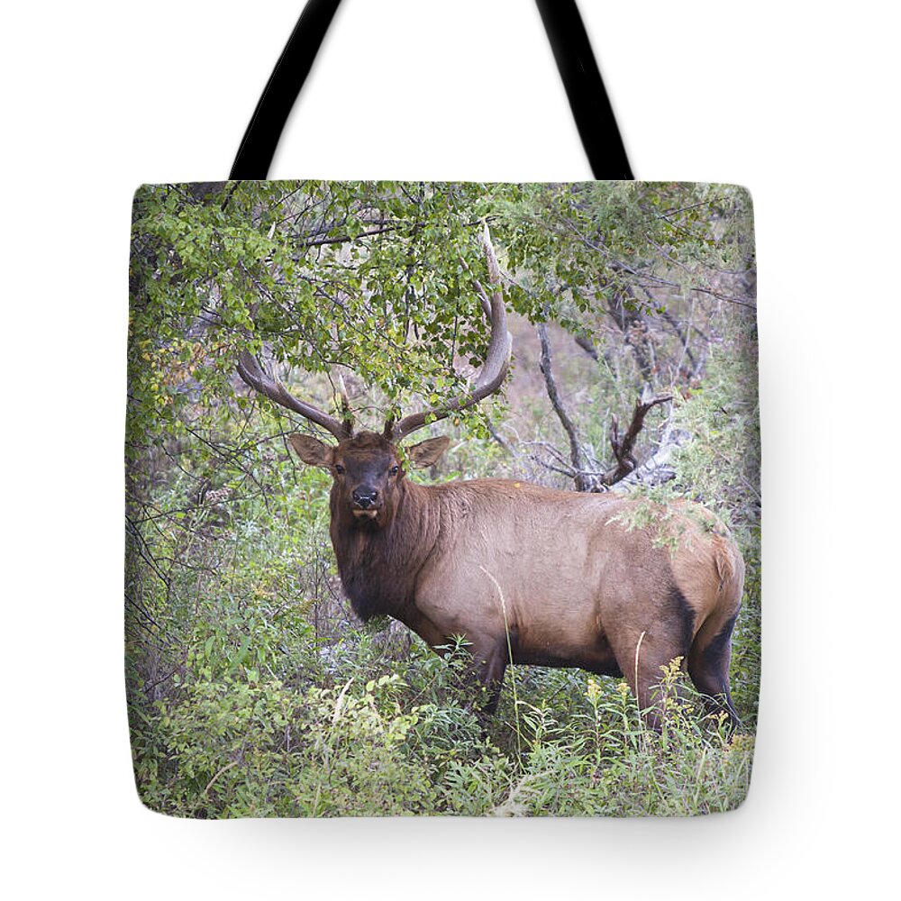 Elk Tote Bag featuring the photograph On the River by Douglas Kikendall