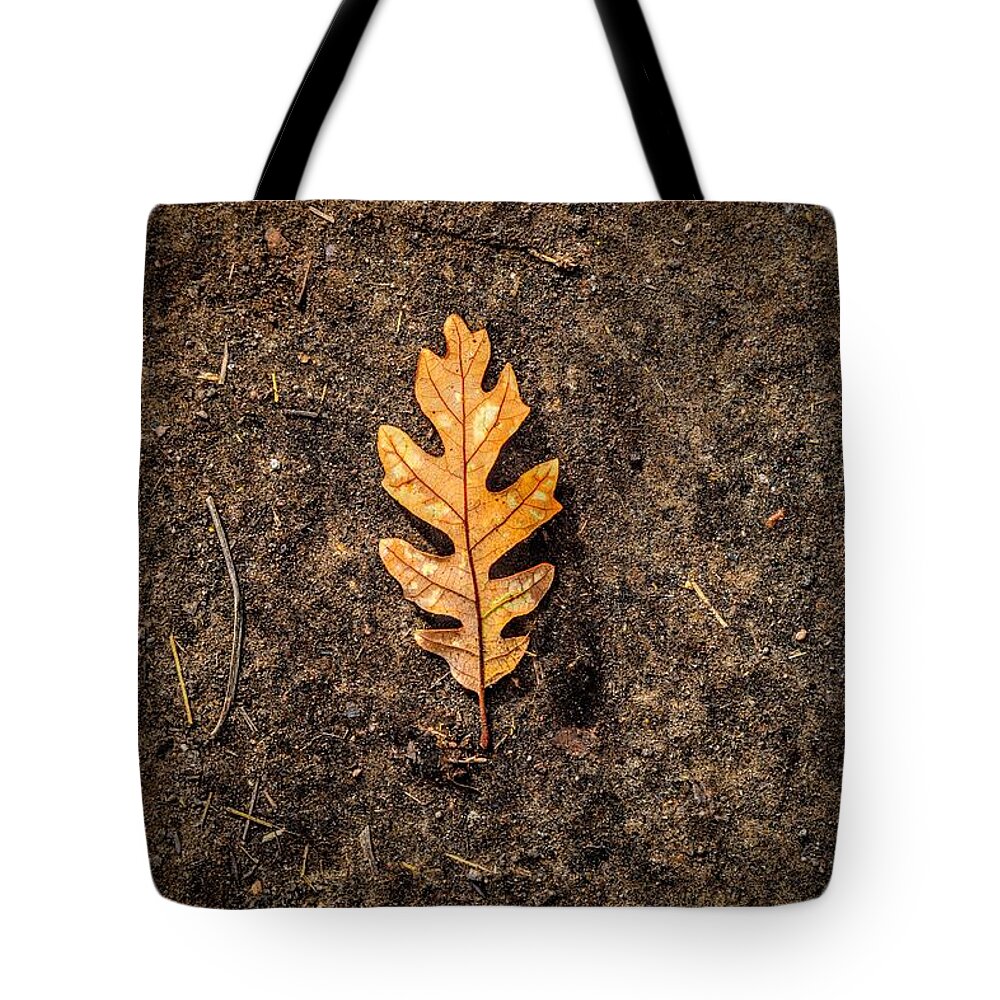 Oak Tote Bag featuring the photograph Only Oak by Michael Brungardt