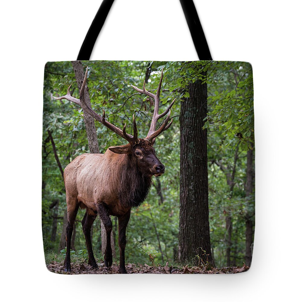 Elk Tote Bag featuring the photograph Onward by Andrea Silies