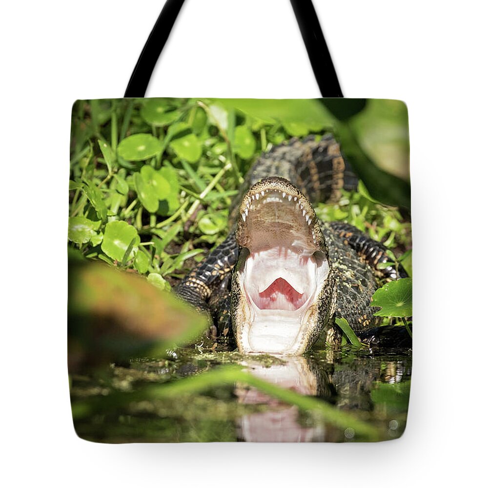 Alligator Tote Bag featuring the photograph Open Wide by Eilish Palmer